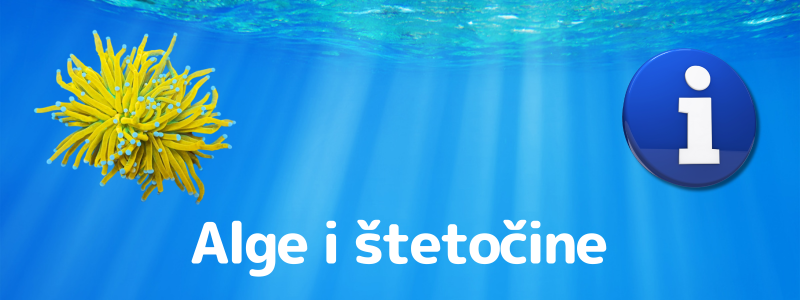 Alge in škodljivci v morskem akvariju